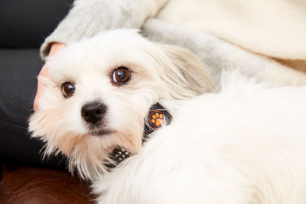 PRESSEMEDDELELSE Nyt smartwatch til hunde oeger livskvaliteten for baade kaeledyr og ejer