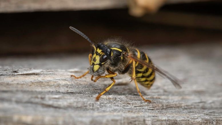 PRESSEMEDDELELSE Hvepseallergikere skal passe paa i sensommeren
