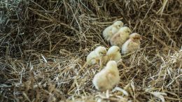 PRESSEMEDDELELSE Salling Group tager naeste skridt og udfaser hurtigt voksende kyllinger fra det faste sortiment i Netto foetex og Bilka