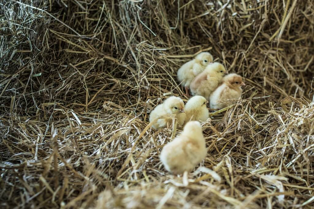 PRESSEMEDDELELSE Salling Group tager naeste skridt og udfaser hurtigt voksende kyllinger fra det faste sortiment i Netto foetex og Bilka
